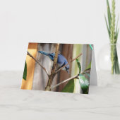 Carte Collection d'oiseaux : Jay bleu (notes en blanc) (Devant)