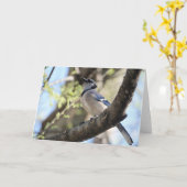 Carte Collection d'oiseaux : Jay bleu (notes en blanc) (Fleur jaune)