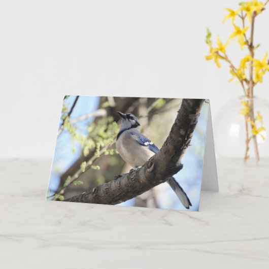 Carte Collection d'oiseaux : Jay bleu (notes en blanc) (Fleur jaune)