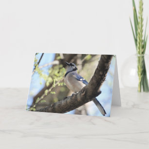 Carte Collection d'oiseaux : Jay bleu (notes en blanc)
