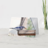 Carte Collection d'oiseaux : Jay bleu (notes en blanc) (Devant)