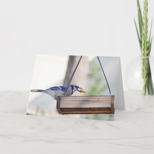 Carte Collection d'oiseaux : Jay bleu (notes en blanc) (Devant)