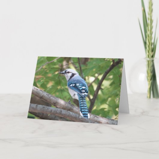 Carte Collection d'oiseaux : Jay bleu (notes en blanc) (Devant)
