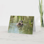 Carte Collection d'oiseaux : Petit Grebe (notes en blanc (Devant)