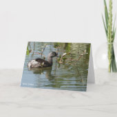 Carte Collection d'oiseaux : Petit Grebe (notes en blanc (Devant)