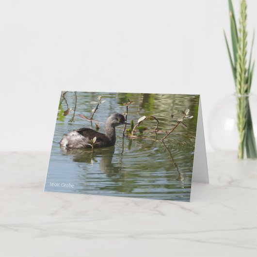 Carte Collection d'oiseaux : Petit Grebe (notes en blanc (Devant)