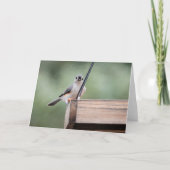 Carte Collection d'oiseaux : souris à pointes (notes vid (Devant)