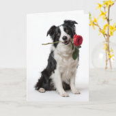 Carte Collie de Border Saint-Valentin (Fleur jaune)