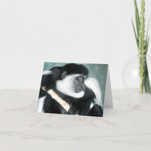 Carte Colobus Ricci