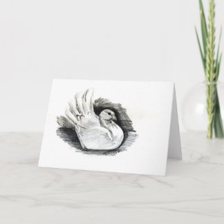 Carte Colombe de blanc