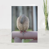 Carte Colombe de prière (Devant)