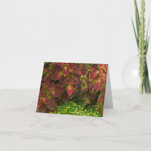 CARTE "COLORÉ COLORÉ" (PHOTO) (Devant)