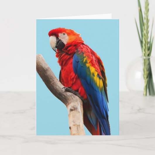 Carte Colorful Parrot Portrait (Devant)