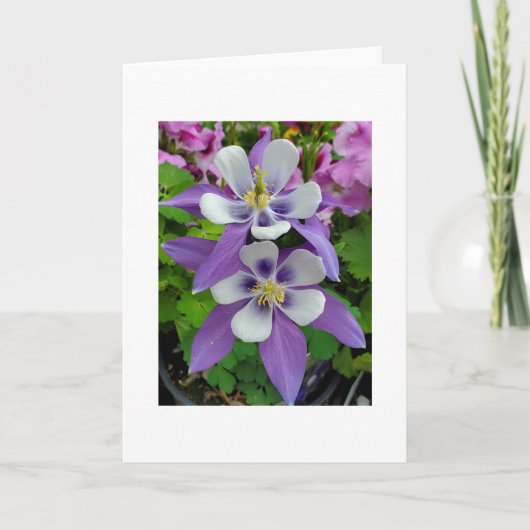 Carte Columbine flower greeting card (Devant)