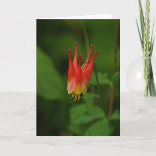 Carte Columbine rouge (Devant)