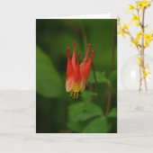 Carte Columbine rouge (Fleur jaune)