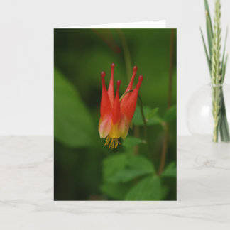 Carte Columbine rouge