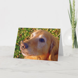 Carte Comet, assieds-toi, restes Good Boy !