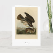 Carte Common Buzzard - d'Audubon's Birds of America (Dos)