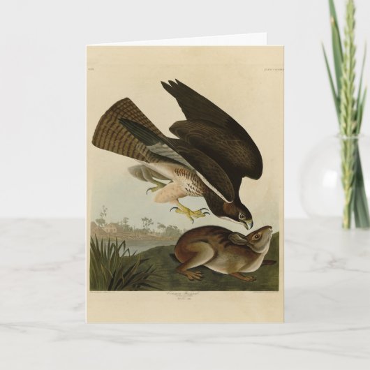 Carte Common Buzzard - d'Audubon's Birds of America (Devant)