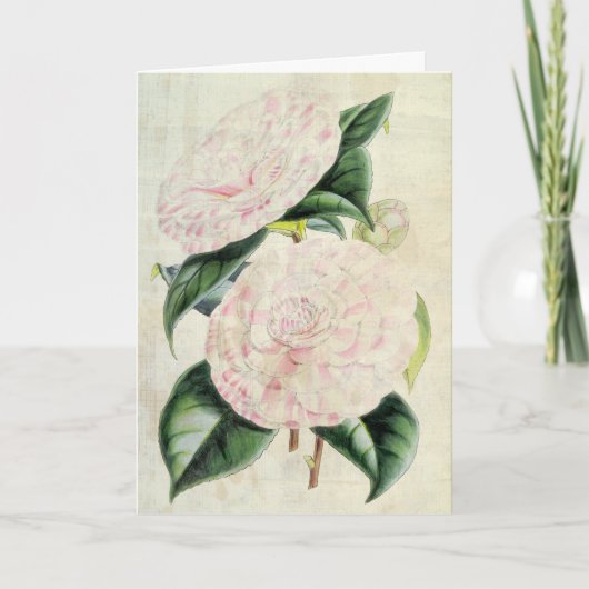 Carte Comtesse botanique vintage de Derby Camellia (Devant)