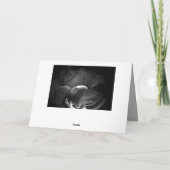 Carte Condoléances ! Fleur d'Amaryllis   ... (Dos)