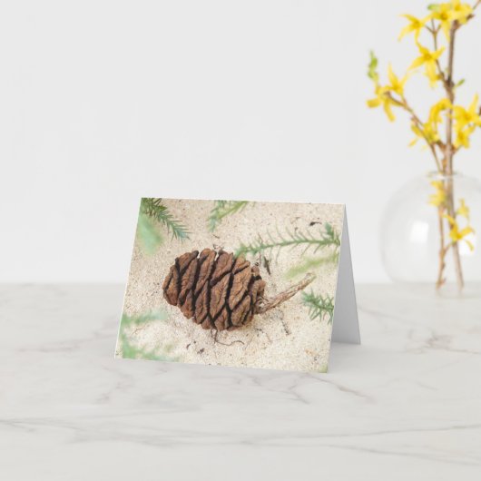 Carte Cône Sequoia Tree sur le sol sablonneux (Fleur jaune)