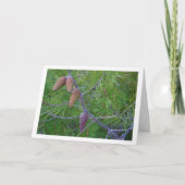 Carte Cônes de conifères sur un pin (Devant)