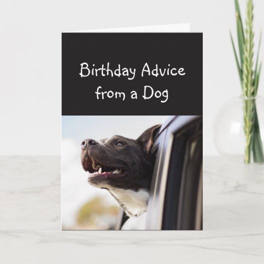 Carte Conseil d'anniversaire d'un chien amusant Humour a (Devant)