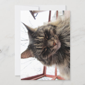 Carte Contenu de chaton Maine Coon Maine