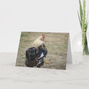 Carte Coq Araucana