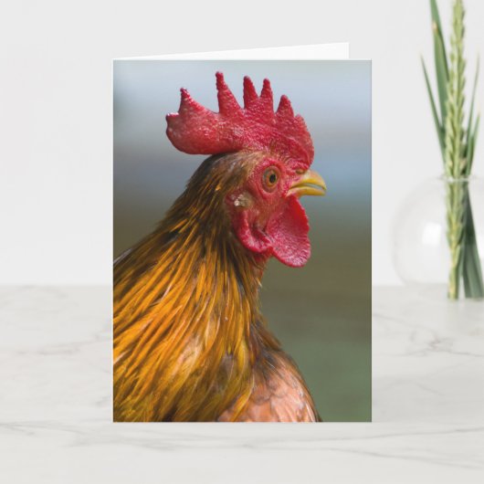 Carte Coq dit bonjour (Devant)