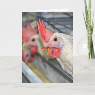 Cartes Poulet D Anniversaire Zazzle Be