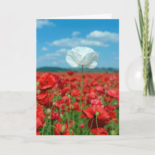Carte Coquelicot blanc isolé dans un champ de coquelicot