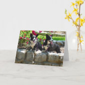 Carte corgis (Fleur jaune)