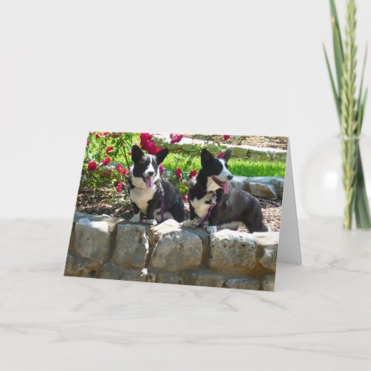 Carte corgis (Devant)