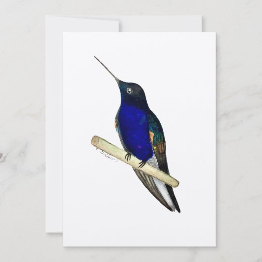 Carte Coronet Hummingbird (Devant)