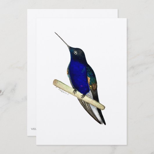 Carte Coronet Hummingbird (Devant / Derrière)