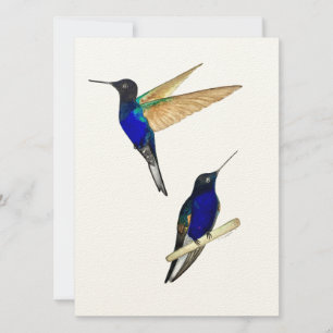 Carte Coronet Hummingbirds