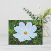 Carte Cosmos blancs (Debout devant)