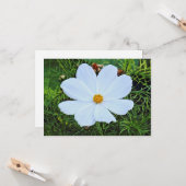 Carte Cosmos blancs (Devant/Arrière en situation)
