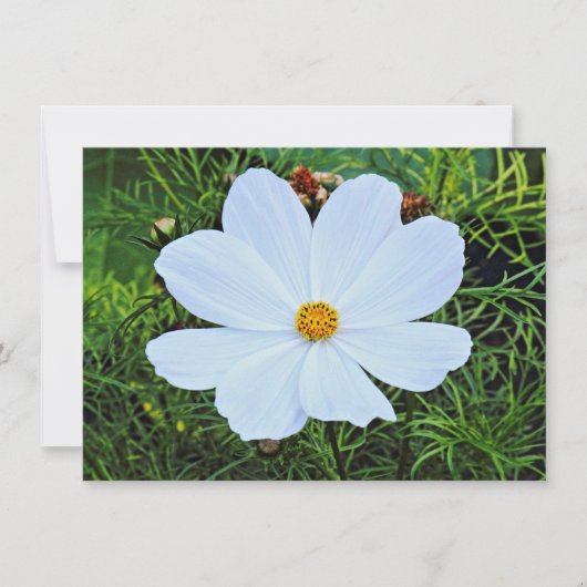 Carte Cosmos blancs (Devant)