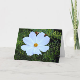 Carte Cosmos blancs