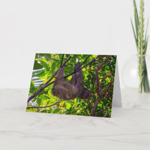 Carte Costa Rica - Happy Lazy Sloth, Antonio Manuel NP