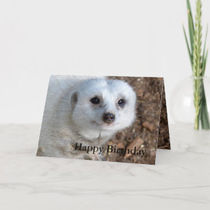 Carte Coton La Meerkat Blanche, Anniversaire