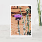 Carte Cotton Thistle, Onopordum Portrait Plante (Devant)