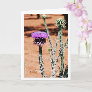 Carte Cotton Thistle, Onopordum Portrait Plante