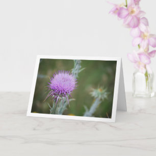Carte Cotton Thistle, Plante de l'Onopordum