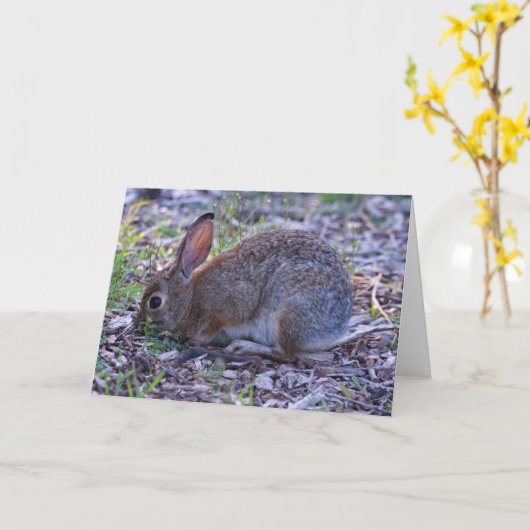 Carte Cottontail d'Audubon (Fleur jaune)