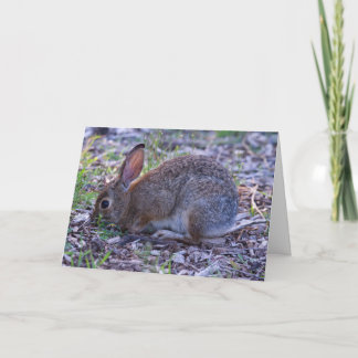 Carte Cottontail d'Audubon